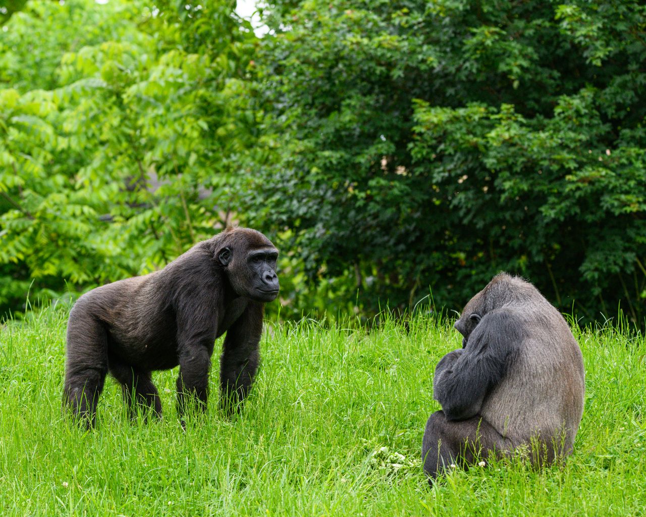 Bisate Lodge Gorilla Experience